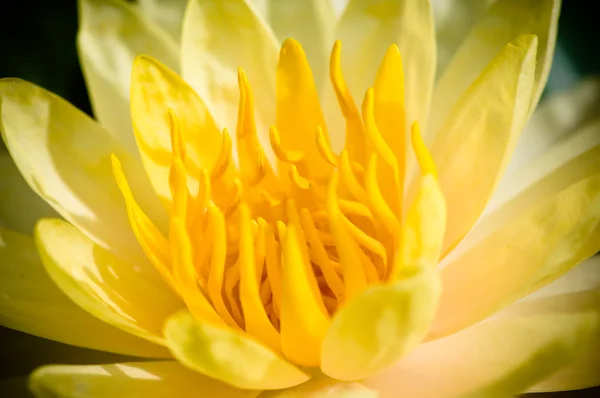 Gul lotus — Stockfoto