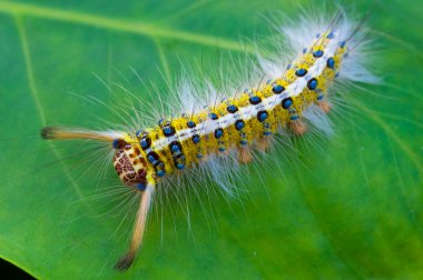 Caterpillar clipart