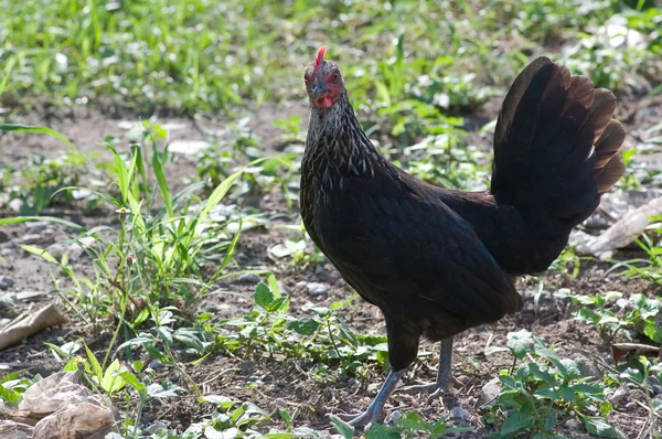 Zwarte kip — Stockfoto