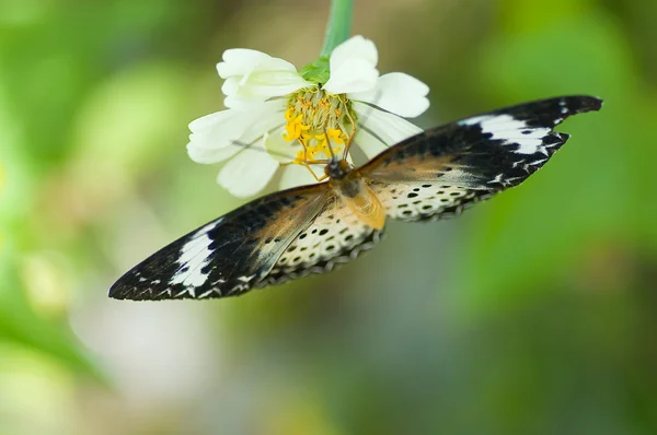 Mariposa monarca en flor — Foto de Stock