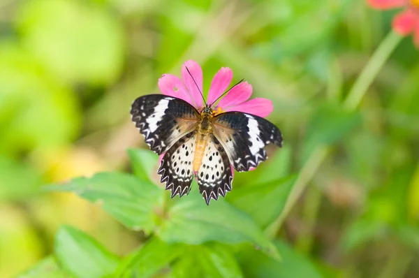 Mariposa monarca en flor — Foto de Stock