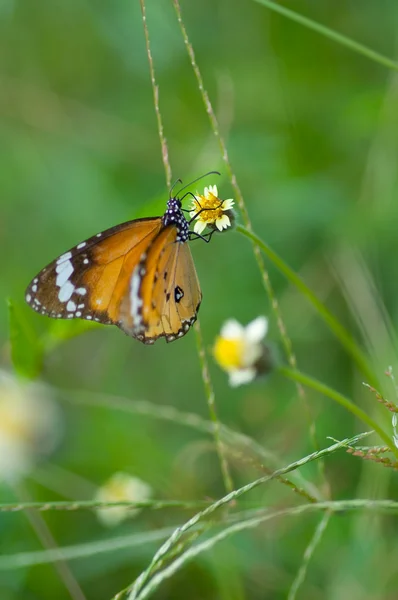 Monarch butterfly on flower — Stock Photo, Image