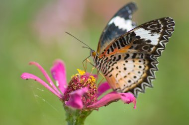 Butterfly on flower clipart