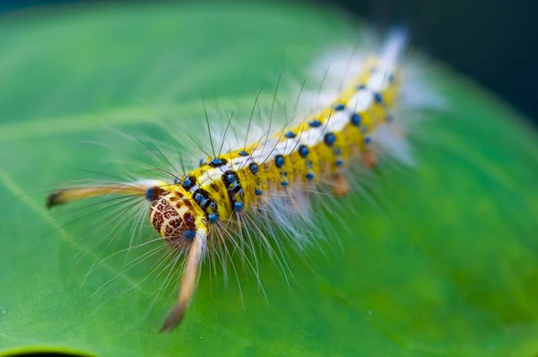 stock image Caterpillar