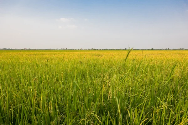 Granja de arroz —  Fotos de Stock