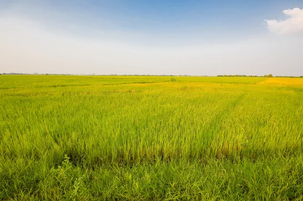 푸른 하늘 아래 쌀 농장 — 스톡 사진