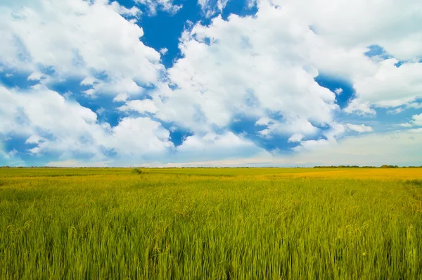 Granja de arroz bajo el cielo azul —  Fotos de Stock