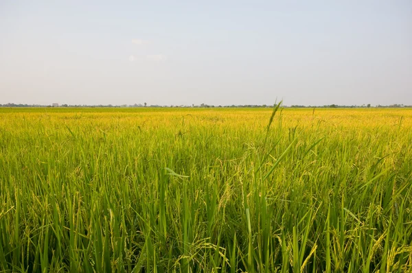 Rýže farma pod modrou oblohou — Stock fotografie