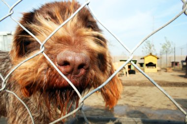 kahverengi köpek