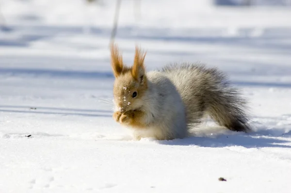 stock image Squirrel