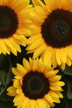 Sunflowers clipart