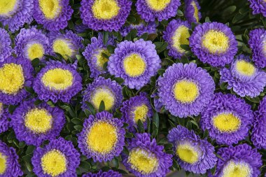 Bouquet of fresh asters clipart