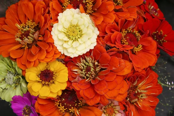 Autumn flowers — Stock Photo, Image