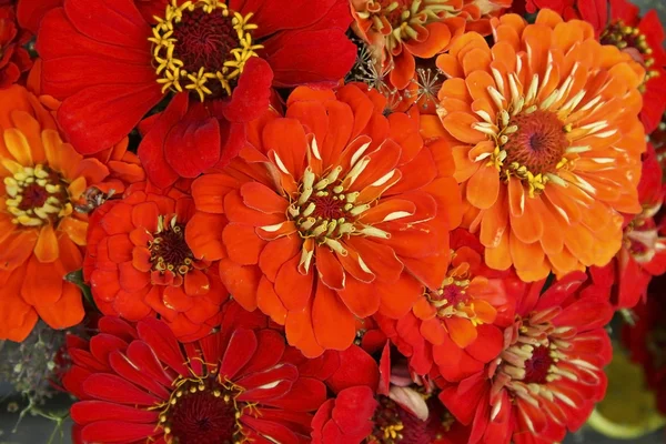 Flores Fotografias De Stock Royalty-Free