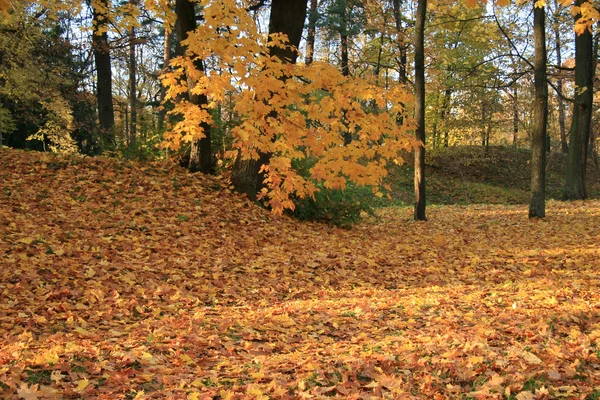 stock image Autumn