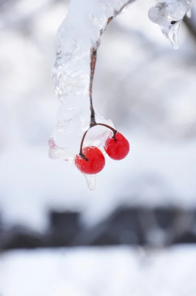 stock image Iced Bunch of Viburnum