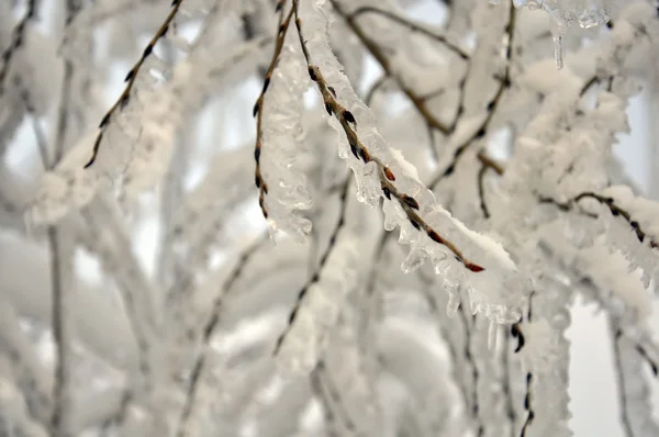 Stock image Icy branches with buds