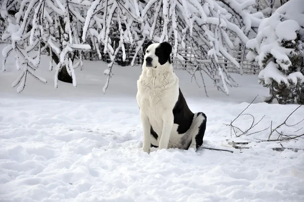 Akıllı köpek koruma