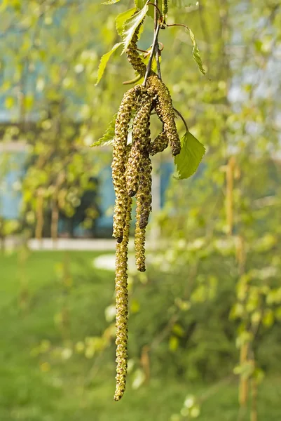 Huş bud