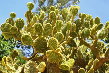 inciri. opuntia