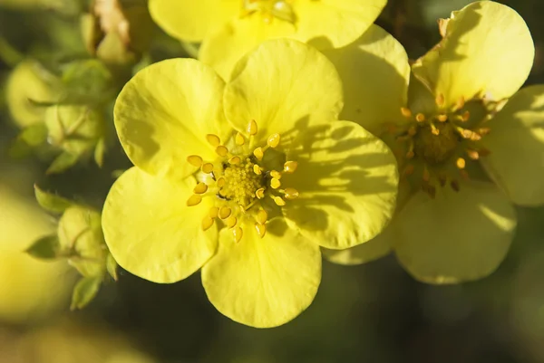 Stock image Flowers of Yellow Geum