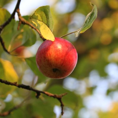 Kırmızı elma elma ağacı dalı
