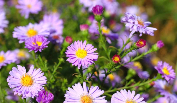 Krásné květiny v zahradě — Stock fotografie