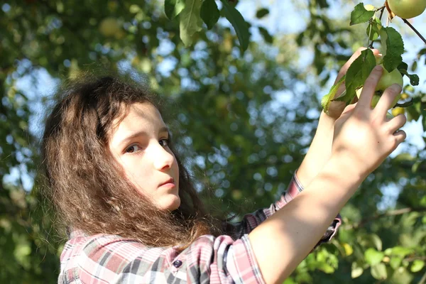 Girl picking apples — Stock Photo, Image