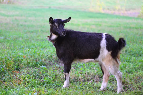 Grappige geit op het gras in de farm — Stockfoto