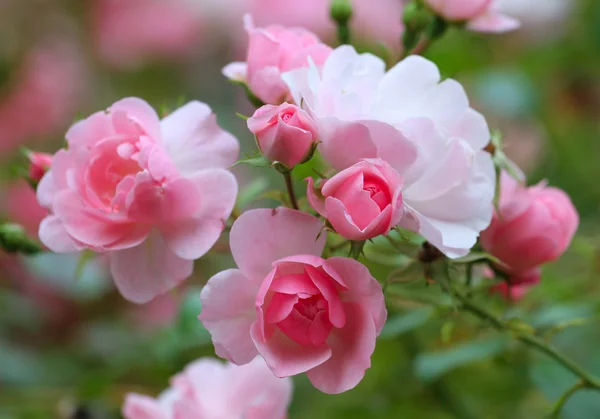 Rózsák a kertben — Stock Fotó