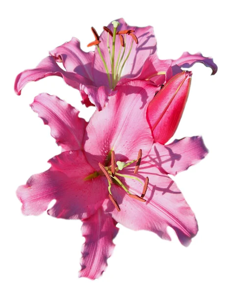 Bouquet of fresh pink lilies isolated on white — Stock Photo, Image