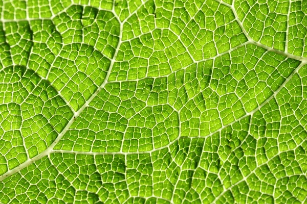 Makro des grünen Blattes — Stockfoto