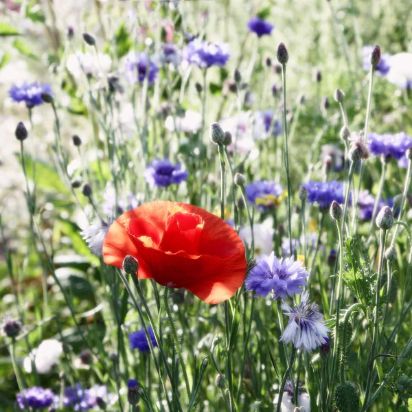 Spring flowers cornflower with poppy and green foliage — Stock Photo, Image