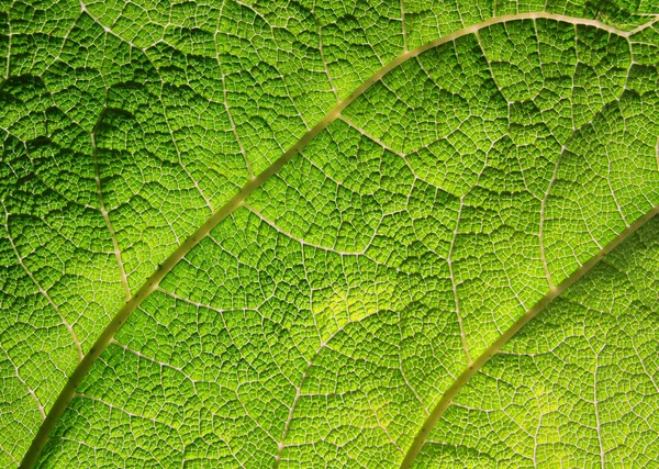 Μακροεντολής του πράσινου φύλλου — Φωτογραφία Αρχείου