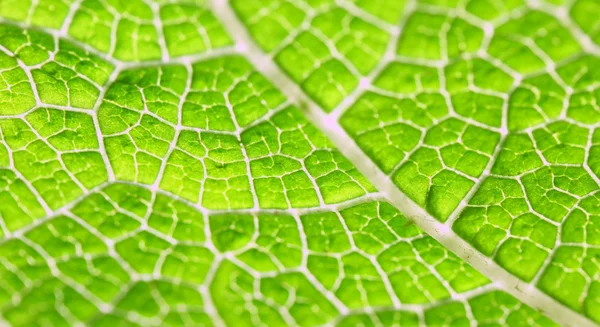 Macro of green leaf — Stock Photo, Image
