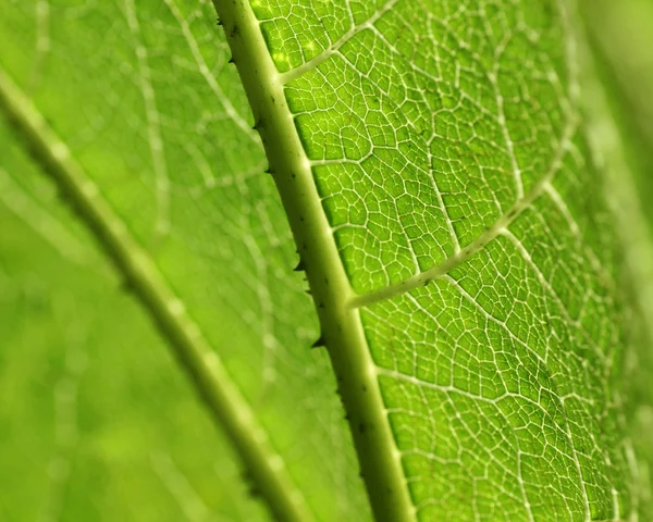 Makro zelený list — Stock fotografie