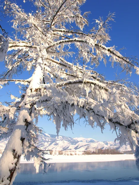 Зимовий пейзаж зі сніговим деревом і річкою в горах — стокове фото