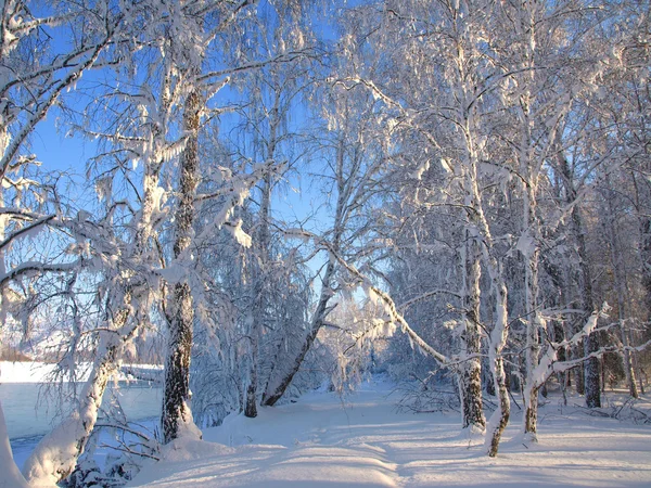 Зимний пейзаж со снежными деревьями — стоковое фото