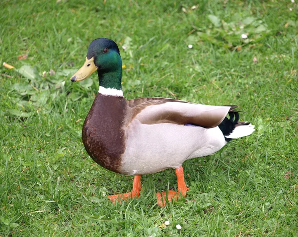 Mallard pássaro pato macho na grama — Fotografia de Stock