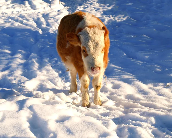 Small bull on the snow — Stock Photo, Image