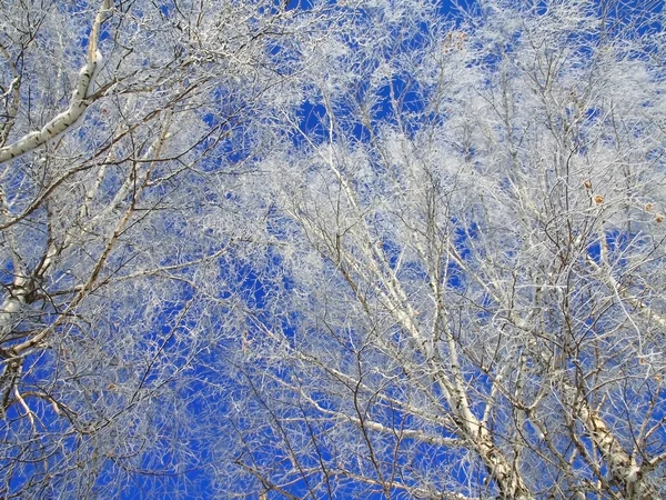 Inverno con alberi di neve — Foto Stock