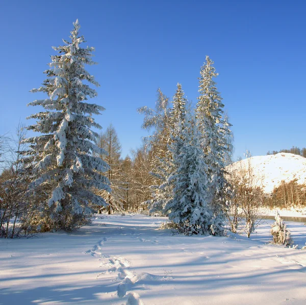 Зимовий пейзаж зі сніговими деревами — стокове фото