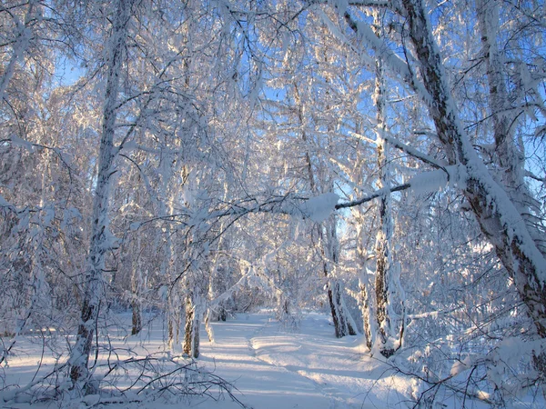 Zimní krajina se sněžnými stromy — Stock fotografie