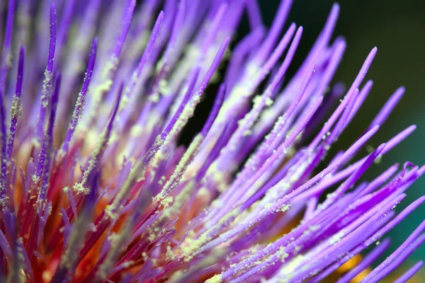 Makro piękny kwiat w ogrodzie — Zdjęcie stockowe