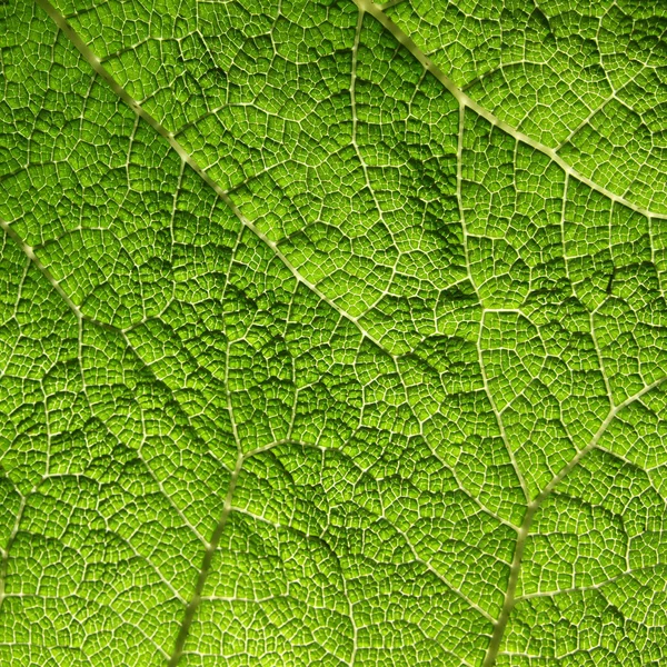 Макрос зеленого листа — стокове фото