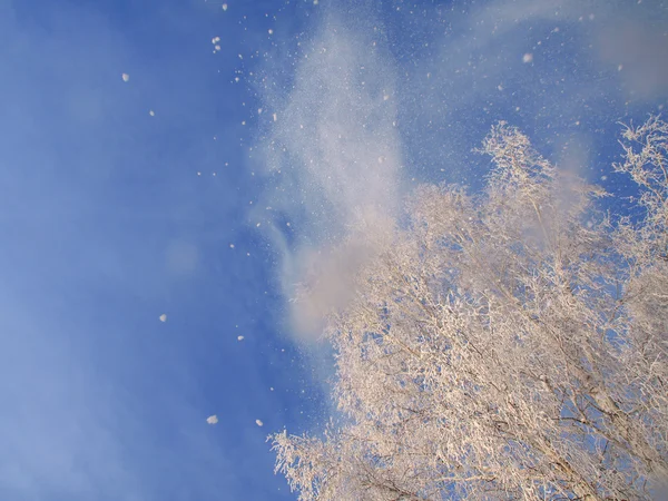 Neige tombant des arbres enneigés — Photo