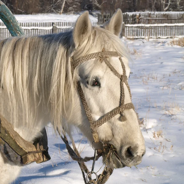 Primer plano del caballo blanco en invierno . —  Fotos de Stock