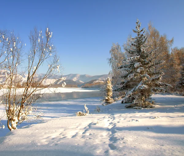 Winter landscape with snow trees and river in mountains — Stok fotoğraf