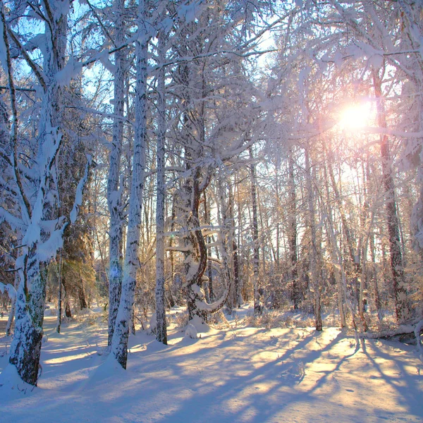 Ranní slunce v zimním lese. — Stock fotografie
