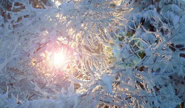 Floresta de inverno de neve em uns raios do sol — Fotografia de Stock
